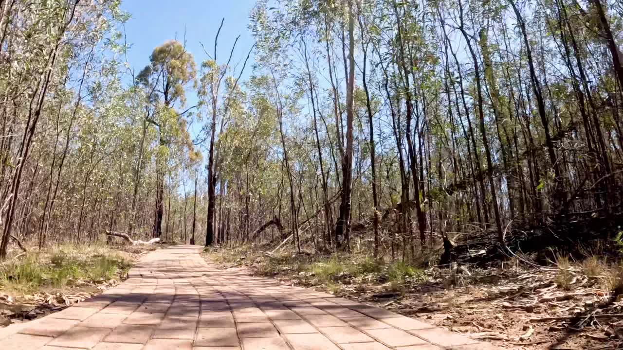 un paseo por un camino sereno del bosque