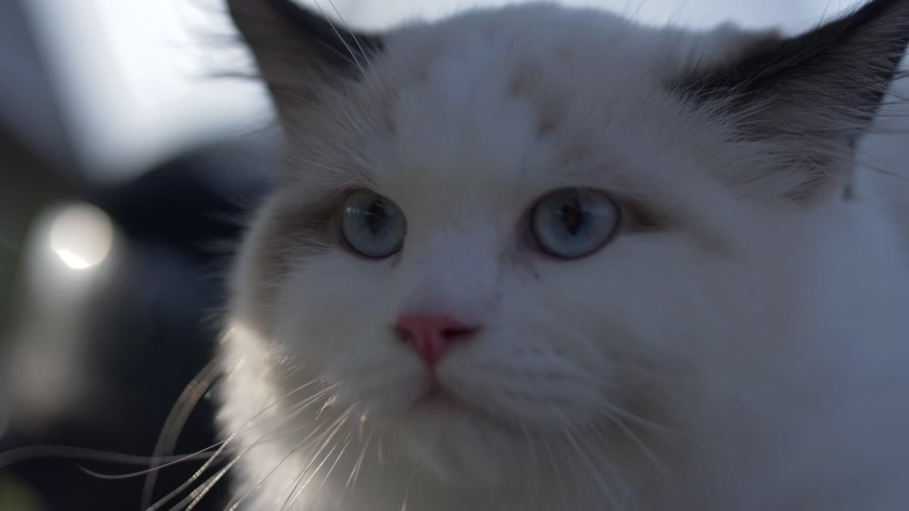 testa di gatto bianco sparato al tramonto guardare in giro