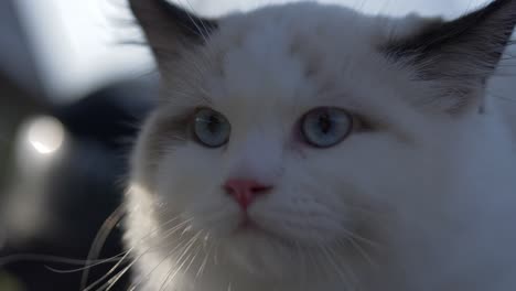 white cat head shot in the sunset look around