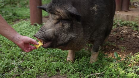 una persona que da de comer a un cerdo.