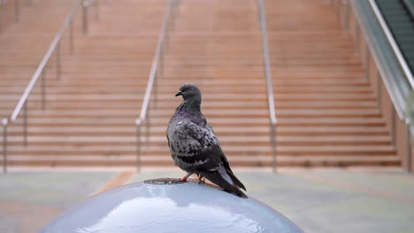 common rock pigeon perched on a water fountain of a large ball or sphere in slow motion