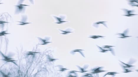 brown geese graze in a meadow