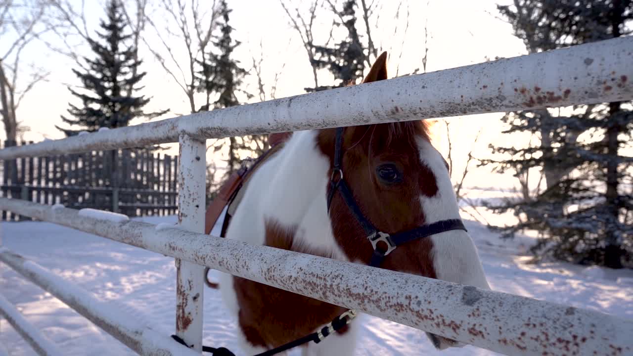 un caballo detrás de una valla de madera en un entorno nevado durante el invierno