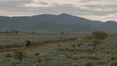 montar a caballo en campos de agave y entre las montañas en la ciudad de tequila, jalisco, méxico