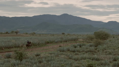 horse riding in agave fields and between the mountains in the city of tequila, jalisco, mexico