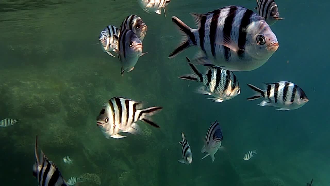 A school of beautiful striped Dascillus Reef Fish swimming near the surface of the waves - underwater
