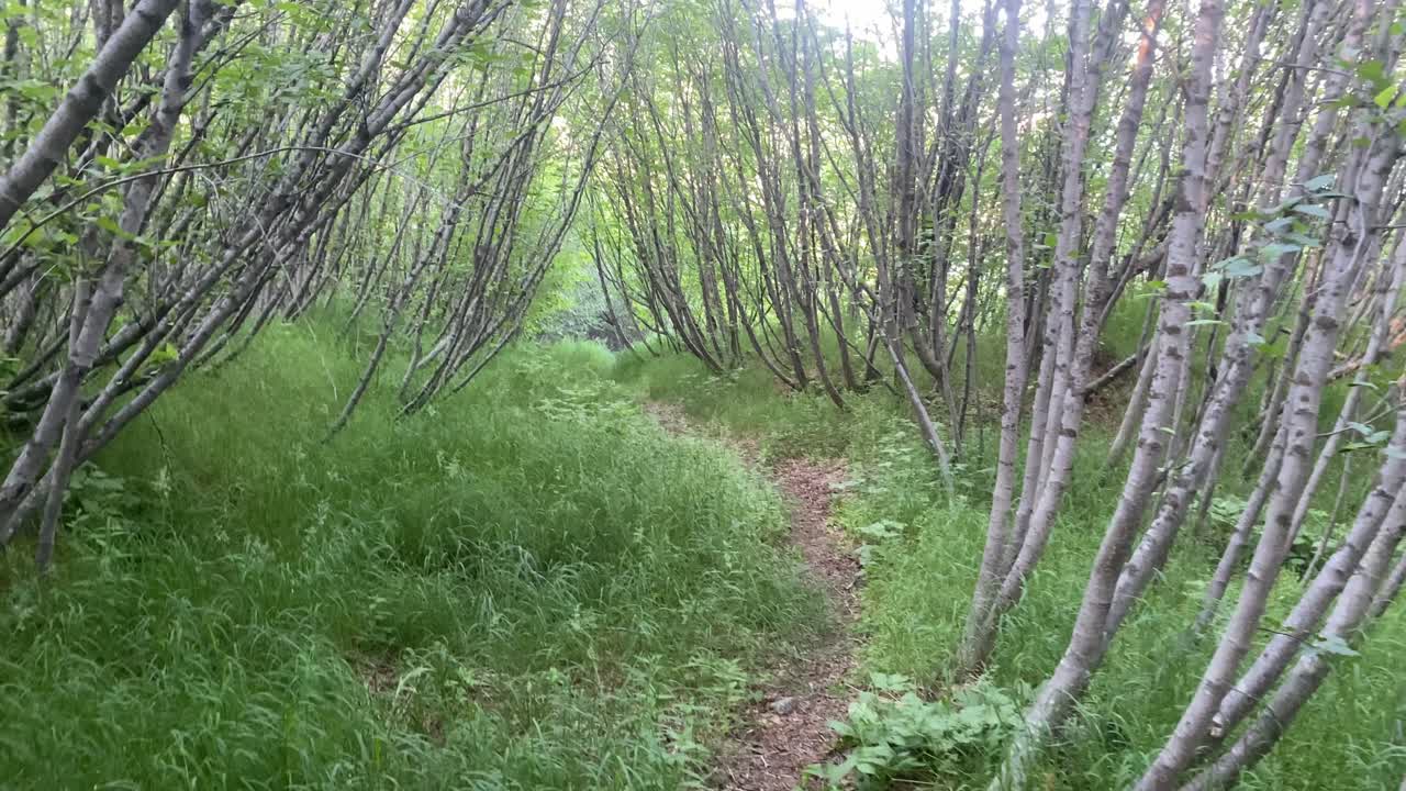 Tranquil Forest Path Beckons for Peaceful Exploration