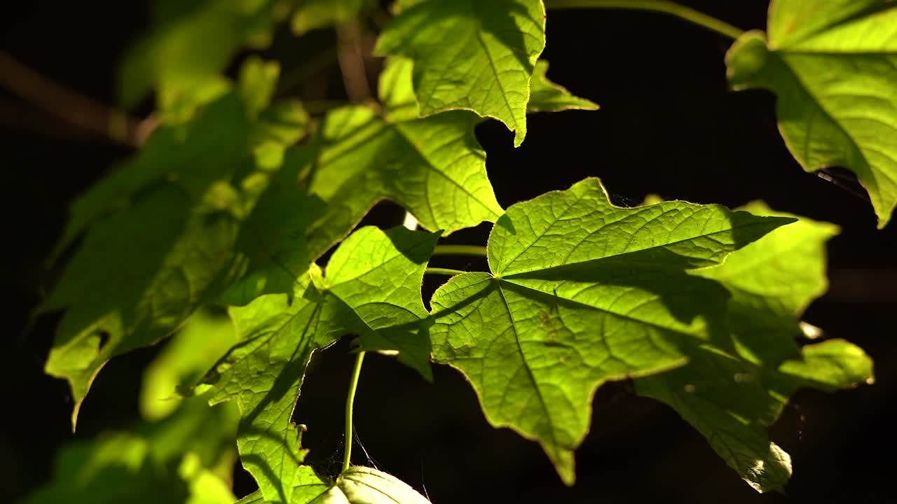 Leaves on Tree Illuminated by Sun Light in North American Forest