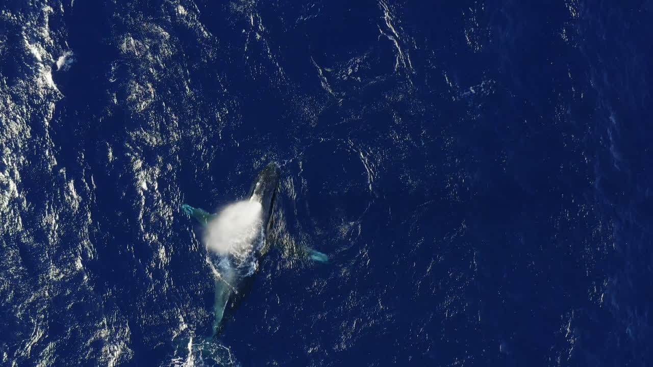 A humpback whale swims, surfaces and blows bubbles underwater to attract a mate in Maui, Hawai'i