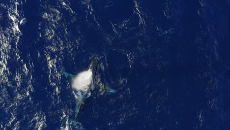 una ballena jorobada nada, emerge y sopla burbujas bajo el agua para atraer a una pareja en maui, hawai