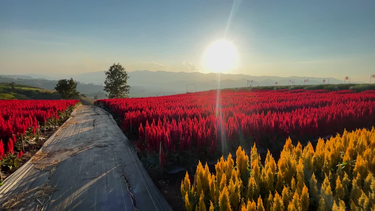 아운 라크 농장은 태국의 중심부에 위치한 아름다운 농업 및 생태 관광 목적지입니다.