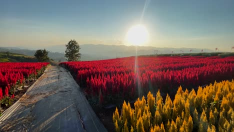 aun rak farm is a beautiful agricultural and eco-tourism destination located in the heart of thailand