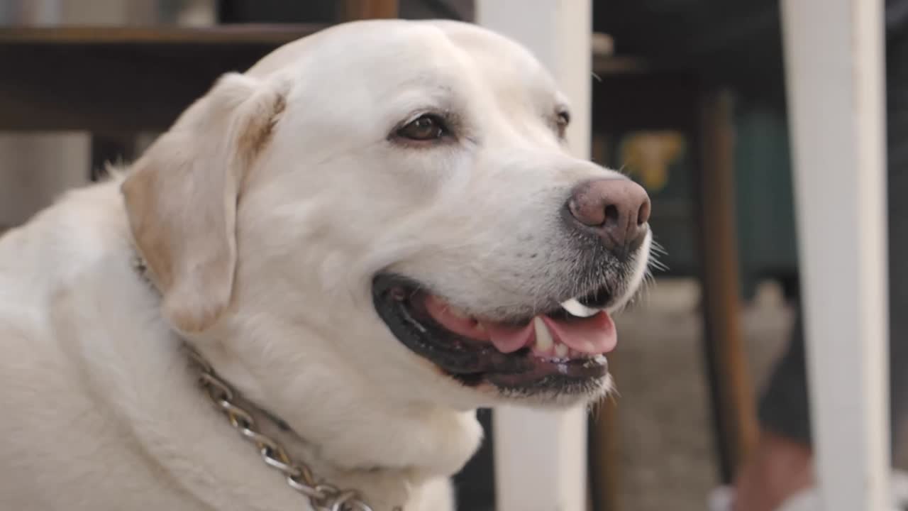 Close-up of a white Labrador Retriever dog