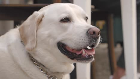 close-up of a white labrador retriever dog