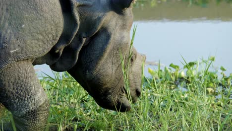 rhino eats green grass. chitwan national park in nepal.