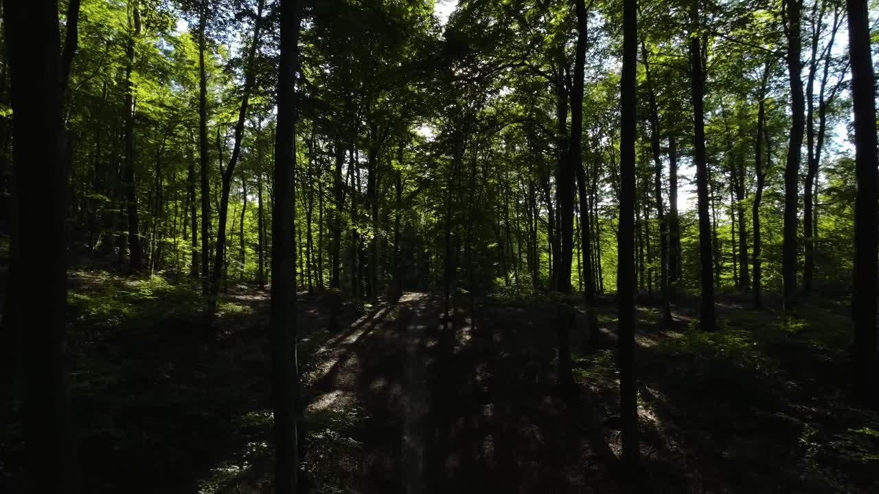 녹색 나무 사이의 좁은 길을 따라 숲 속을 천천히 비행 - 태양이 나무의 잎과 바늘을 뚫습니다.