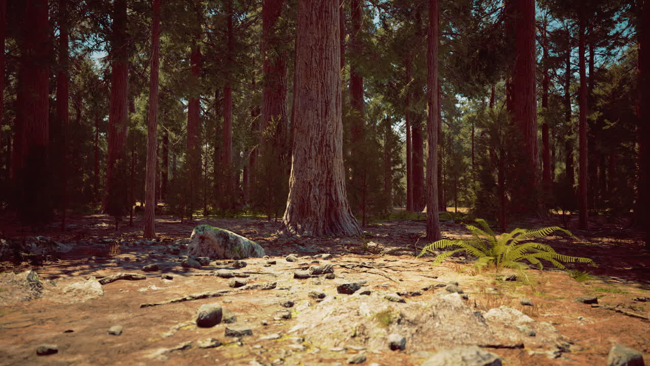 Tall trees create a serene atmosphere in a peaceful forest environment