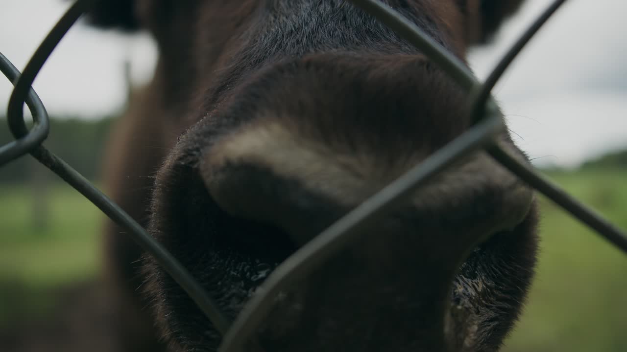 Extreme close up of nostrils of woodland bison behind fence rack focus