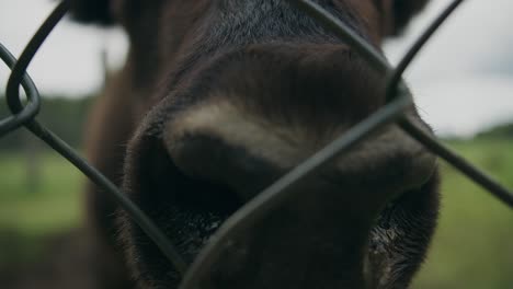 extreme close up of nostrils of woodland bison behind fence rack focus