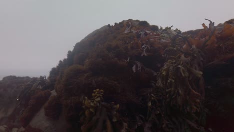 Gimbal-panning-shot-from-seaweed-and-kelp-to-tidepools-along-the-rocky-coastline-in-Cambria,-California