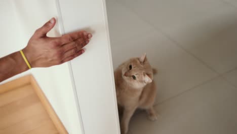 mão masculina brincando com gato preguiçoso bonito atrás da porta