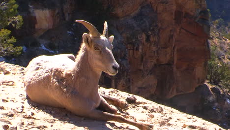 a bighorn sheep lays on a mountainside