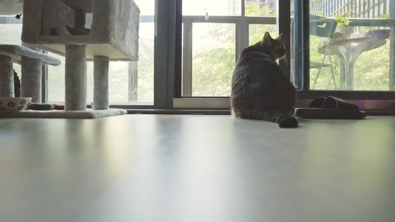 집 에서 바닥 에 앉아 있는 임신 한 고양이 의 뒷면