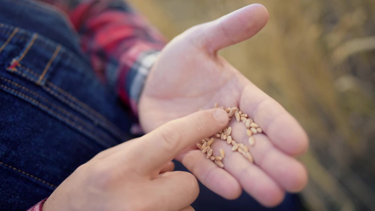 Agricultor inspecionando grãos de trigo em sua mão
