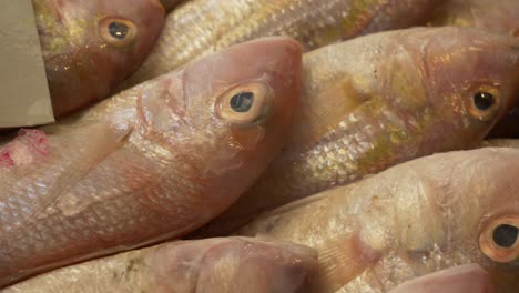 pescado fresco muerto del océano rojo en el mostrador en el mercado de pescado de mariscos asiático de tailandia para la venta