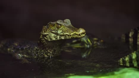 caiman in dark pond with turtle in background