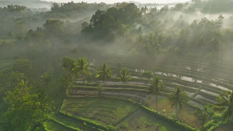 Niebla-Matutina-Tropical-Que-Cubre-Exuberantes-Campos-De-Arroz-Verdes-De-Acompañantes,-Aéreo