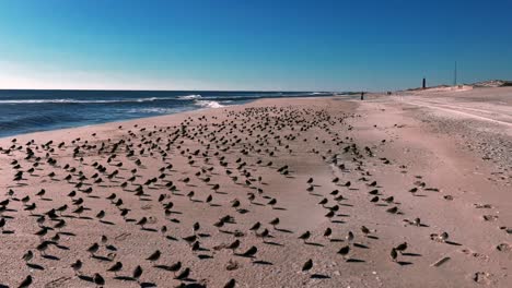 Ein-Niedriger-Blickwinkel-Auf-Einen-Schwarm-Strandläufer,-Der-An-Einem-Sonnigen-Tag-An-Einem-Leeren-Strand-Steht