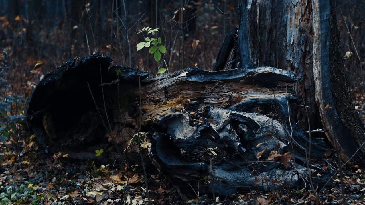 tronco de árbol muerto con nueva hoja creciente renacimiento planta verde