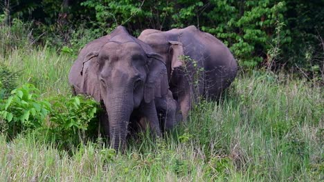 a family of asian elephant resting in a grassy field on a sunny day in khao yai national park in thailand - medium shot