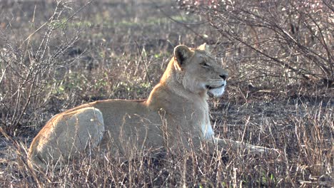 Aufmerksame-Löwin-Beobachtet-Etwas-In-Der-Wildnis-Während-Der-Trockenzeit-Im-Krüger-Nationalpark