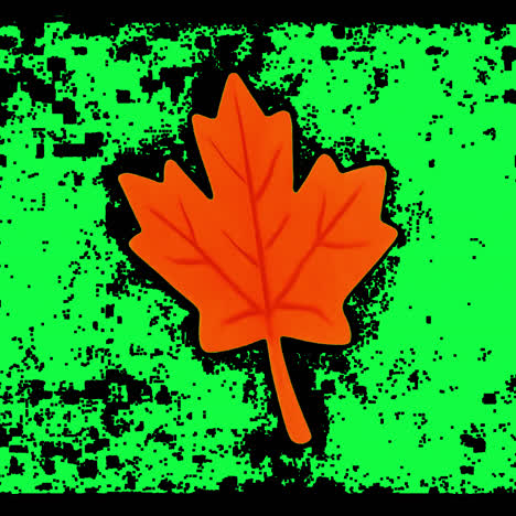 Vibrant autumn maple leaf illustration animation isolated asset, transparent 4K video, alpha