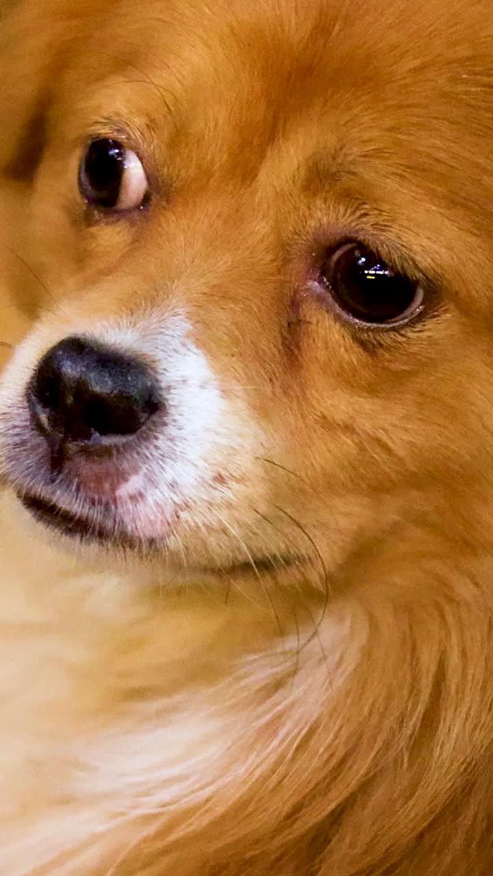 un perro esponjoso mira con curiosidad y calma