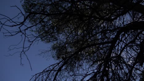 Pino-Con-Cielos-Azules-En-El-Fondo-Y-Muchos-árboles-Que-Lo-Rodean-En-Una-Montaña-En-España