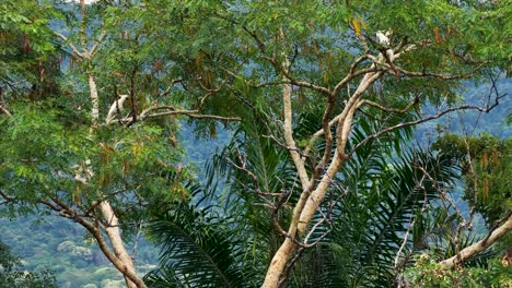 sulfur-crested cockatoos perched in vibrant green trees, captured in natural light, showcasing the serene environment of port douglas, australia