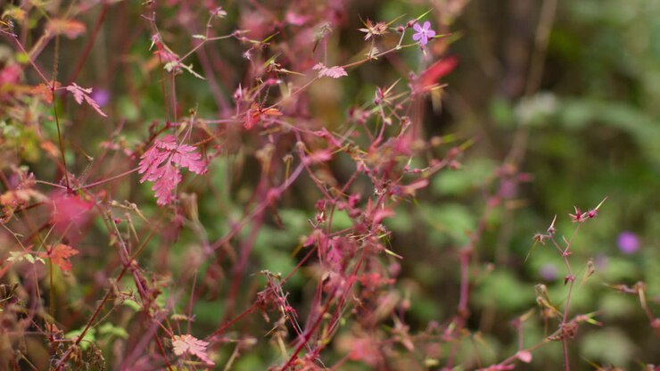 Close Up Of Plant With Pink Flowers And Red Stem And Leaves Growing Wild Outdoors In Countryside