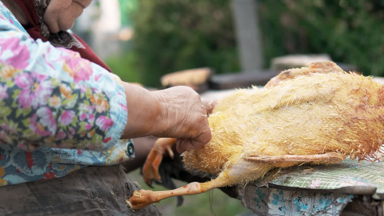 A grandma plucking a dead duck. Village