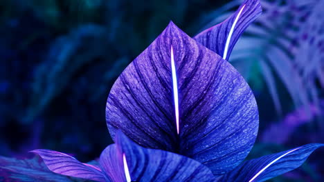 vibrant blue and purple neon leaves
