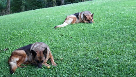 cinematic footage of two german sheperd dogs laying on the grass calmly