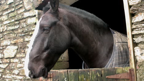 Close-up-of-head-horse