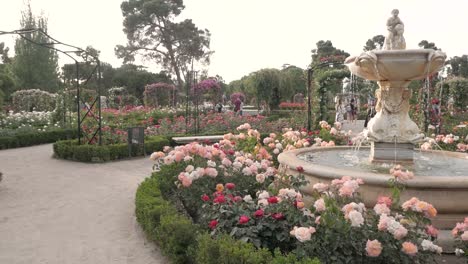 beautiful coloured scene with the fountain, colourful roses, and visitors in la rosaleda, retiro park in spring.
