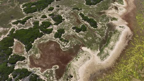 vista de pájaro abstracta de la vegetación dispersa en la costa sudafricana