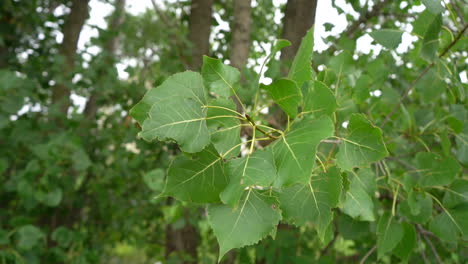 wind blowing off the compound leaves of a tree