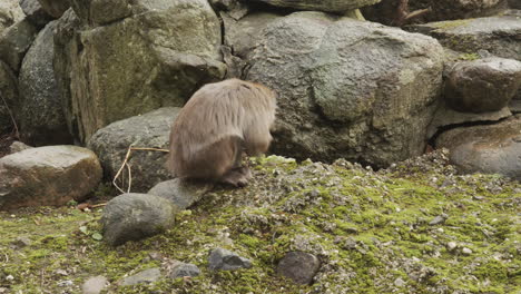 mono macaco buscando comida en una superficie rocosa