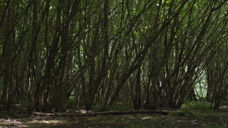 la cámara se desplaza mirando a través de las ramas y hojas de los árboles en el denso bosque en el campo 6