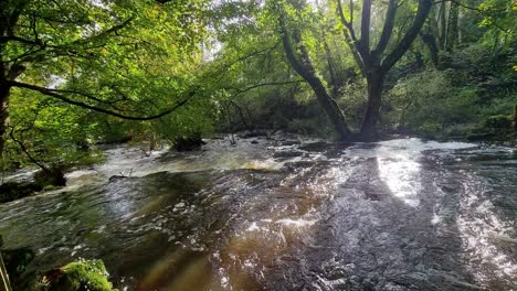 Heavy-rapid-turbulent-flooded-woodland-river-cascading-through-lush-forest-foliage